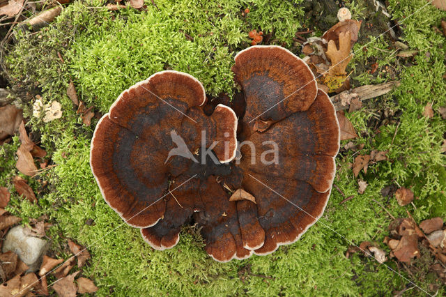 Dennenmoorder (Heterobasidion annosum)