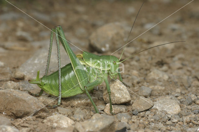 Dikbuiksprinkhaan (Polysarcus denticauda)