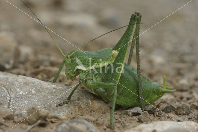 Dikbuiksprinkhaan (Polysarcus denticauda)
