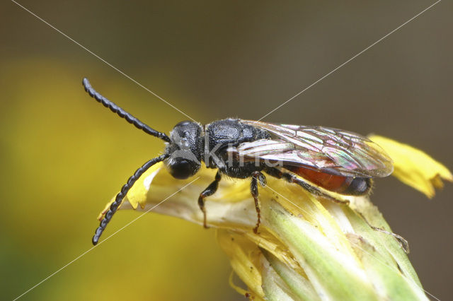 Dikkopbloedbij (Sphecodes monilicornis)