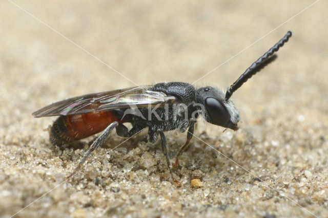 Dikkopbloedbij (Sphecodes monilicornis)