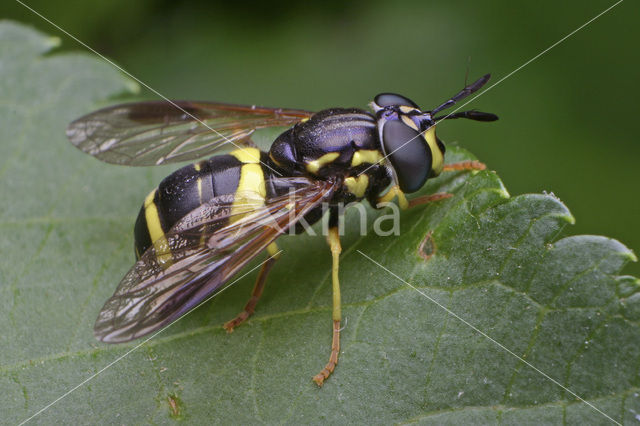 Chrysotoxum bicinctum