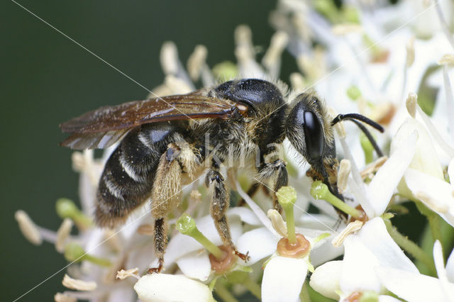 Andrena labialis