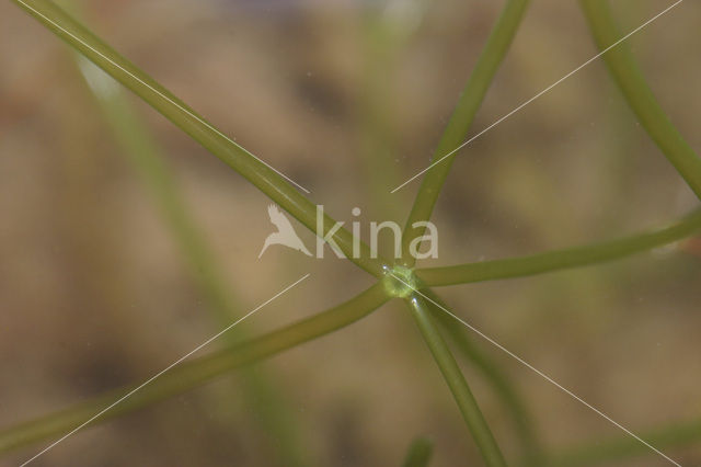 Translucent Stonewort (Nitella translucens)