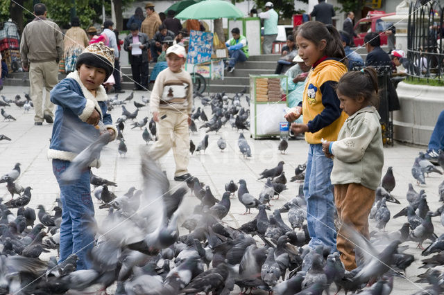 Pigeon (Columba spec.)