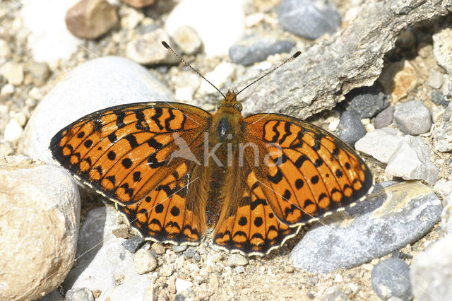 Niobe Fritillary (Argynnis niobe)