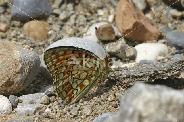 Duinparelmoervlinder (Argynnis niobe)