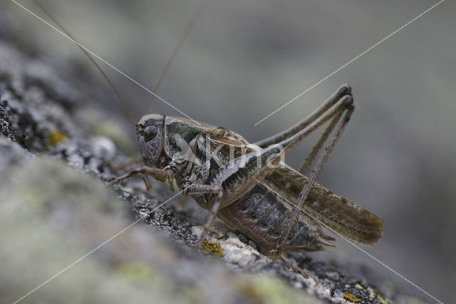 Duinsabelsprinkhaan (Platycleis albopunctata)