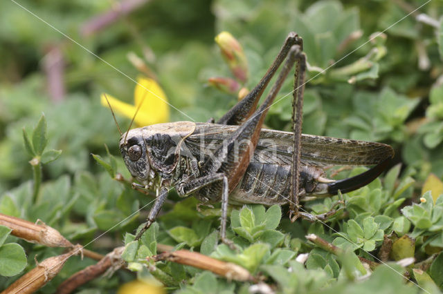 Duinsabelsprinkhaan (Platycleis albopunctata)