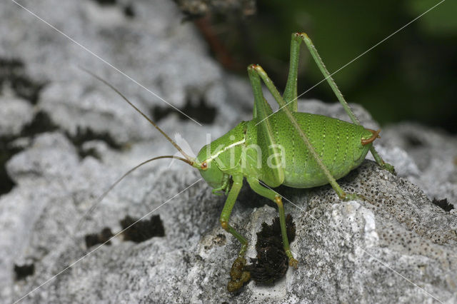 Krauss’s Bush-cricket (Isophya kraussii)