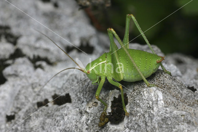 Duits propje (Isophya kraussii)