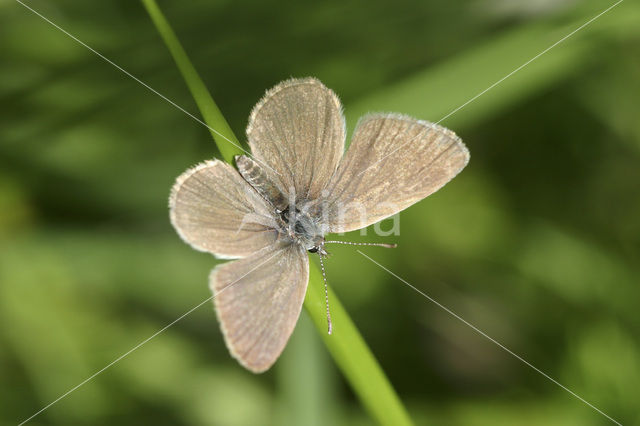 Small Blue (Cupido minimus)