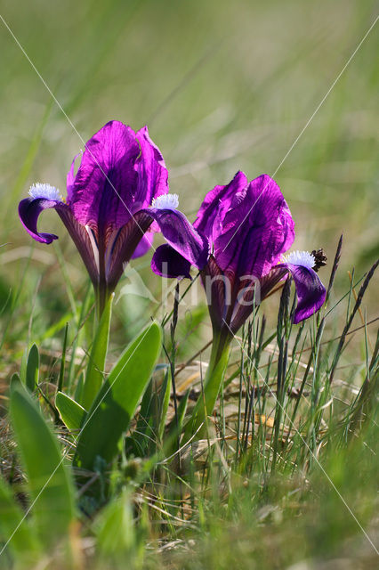 Dwarf Iris (Iris pumilla)
