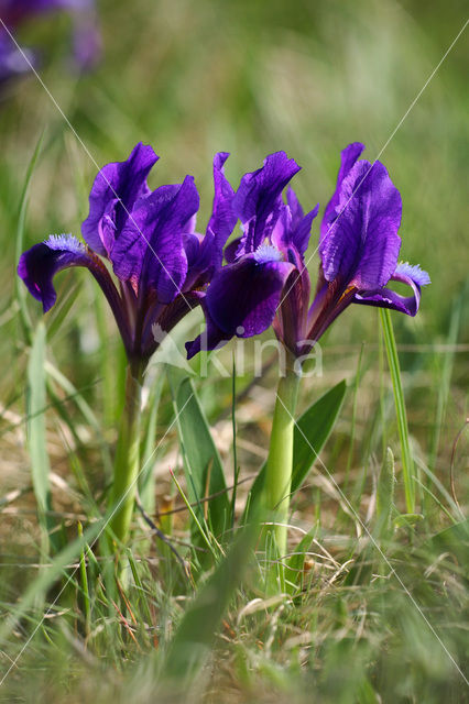 Dwarf Iris (Iris pumilla)