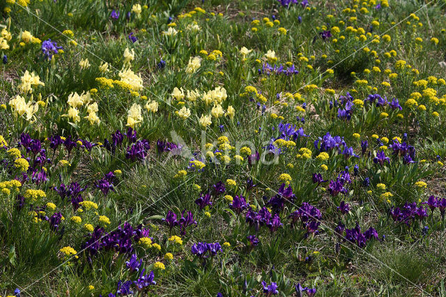 Dwarf Iris (Iris pumilla)