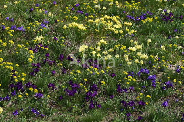 Dwarf Iris (Iris pumilla)
