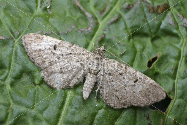 Pug (Eupithecia sp.)