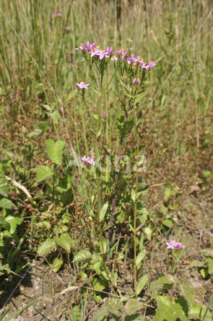 Echt duizendguldenkruid (Centaurium erythraea)