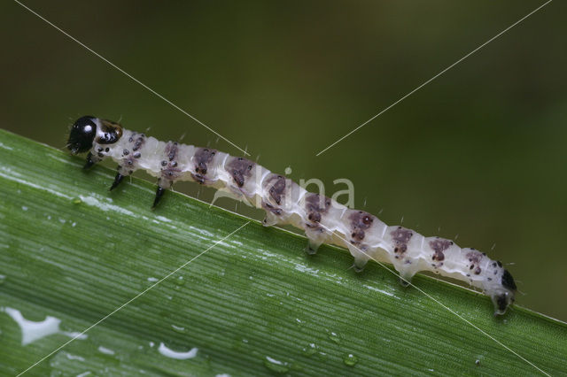 Egale rietboorder (Arenostola phragmitidis)