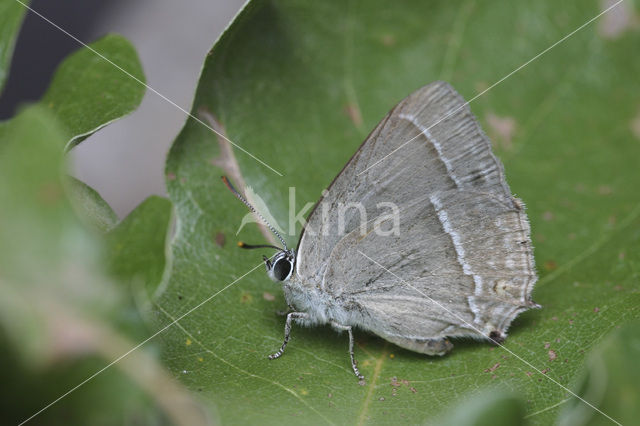 Purple Hairstreak (Neozephyrus quercus)