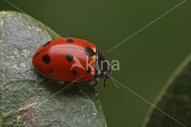 Elfstippelig lieveheersbeestje (Coccinella undecimpunctata