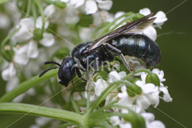 ertsbij (Ceratina chalybea)