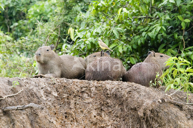 Capybara (Hydrochoerus capybara)