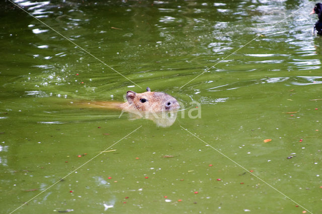 Capybara (Hydrochoerus capybara)