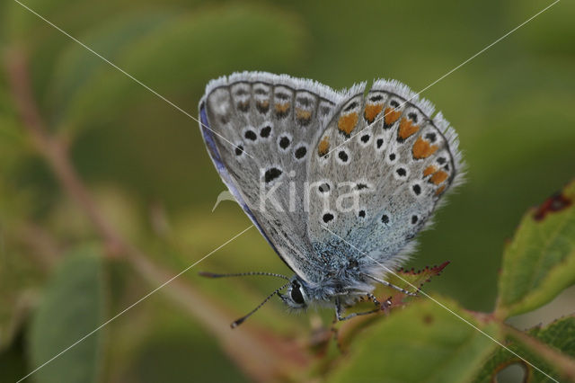 Esparcetteblauwtje (Polyommatus thersites)