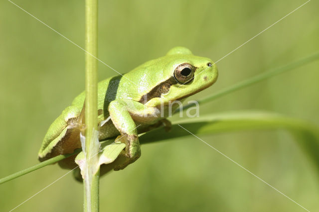 Europese boomkikker (Hyla arborea)