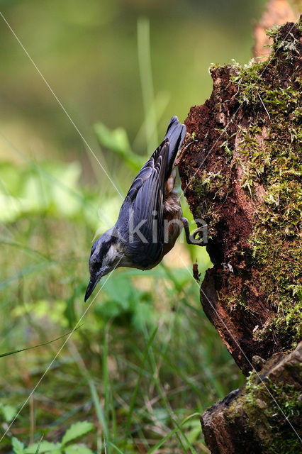 Eurasian Nuthatch (Sitta europaea)