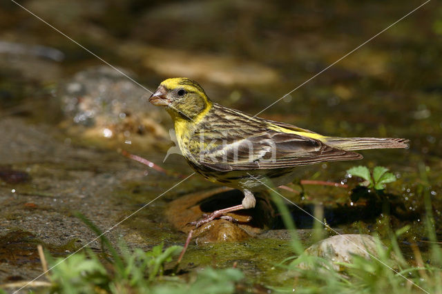 European Serin (Serinus serinus)