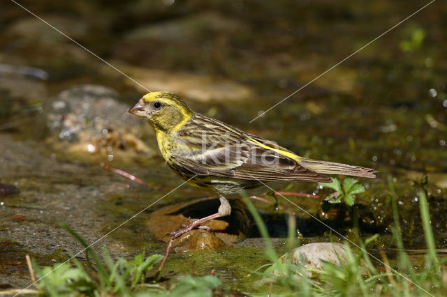 European Serin (Serinus serinus)