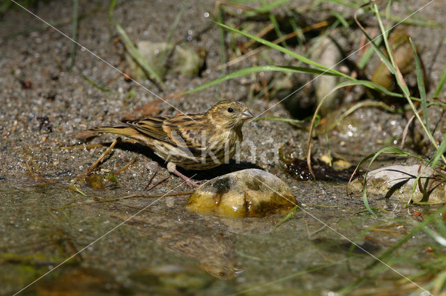 European Serin (Serinus serinus)