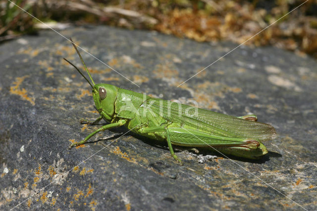 Field Grasshopper (Chorthippus jucundus)