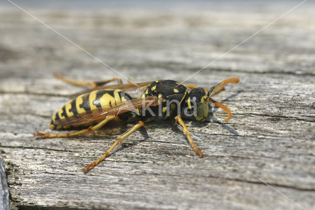 Franse Veldwesp (Polistes dominulus)