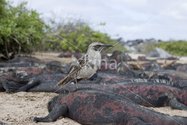 Galapagos Mockingbird (Mimus parvulus)