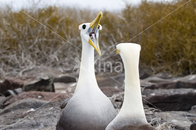Galapagos albatros (Phoebastria irrorata)