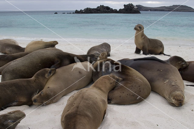 Galapagos zeeleeuw (Zalophus wollebaeki)