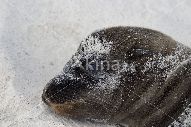 Galapagos zeeleeuw (Zalophus wollebaeki)