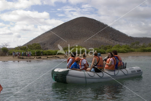 Galapagos zeeleeuw (Zalophus wollebaeki)