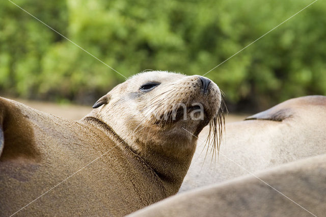 Galapagos zeeleeuw (Zalophus wollebaeki)