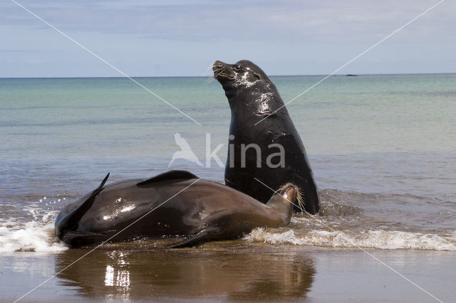 Galapagos zeeleeuw (Zalophus wollebaeki)