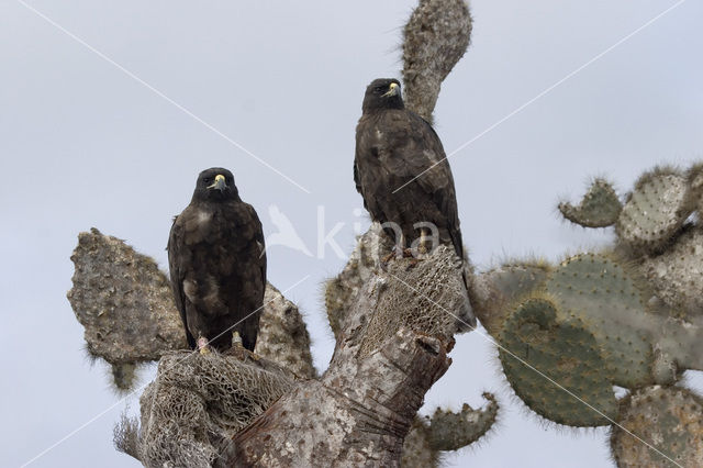 Galapagos hawk (Buteo galapagoensis)