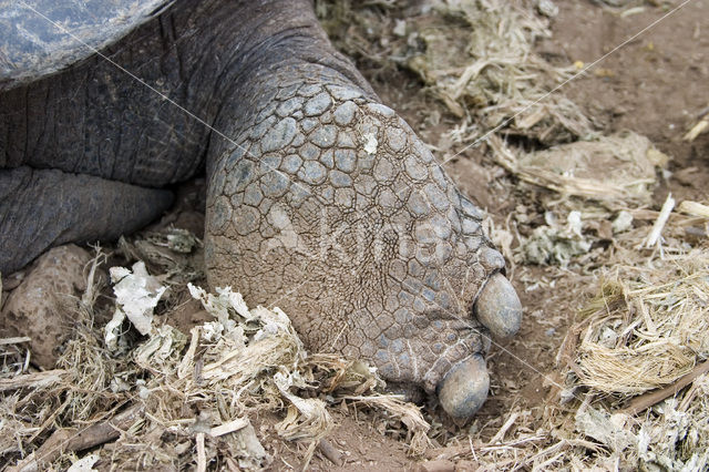 Galapagos Giant Tortoise (Testudo elephantopus)