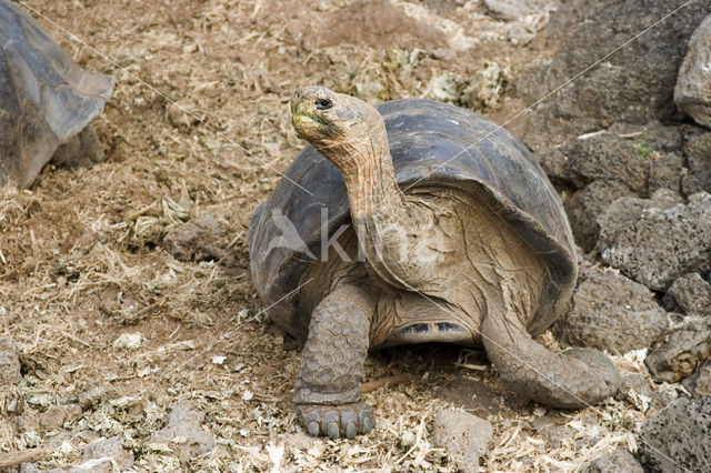 Galapagos Giant Tortoise (Testudo elephantopus)