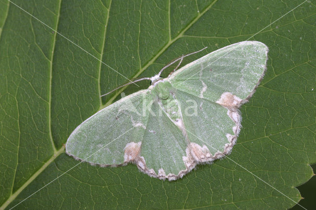 Blotched Emerald (Comibaena bajularia)