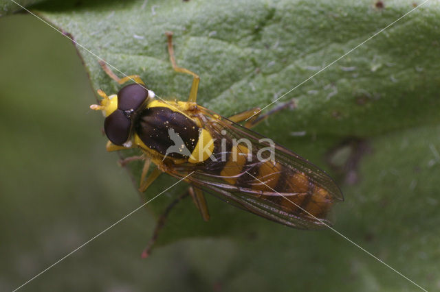 Geel Boslanglijfje (Sphaerophoria taeniata)