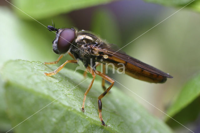 Hoverfly (Platycheirus fulviventris)