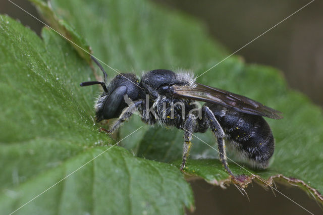 Osmia claviventris